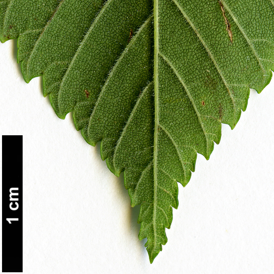 High resolution image: Family: Ulmaceae - Genus: Ulmus - Taxon: serotina